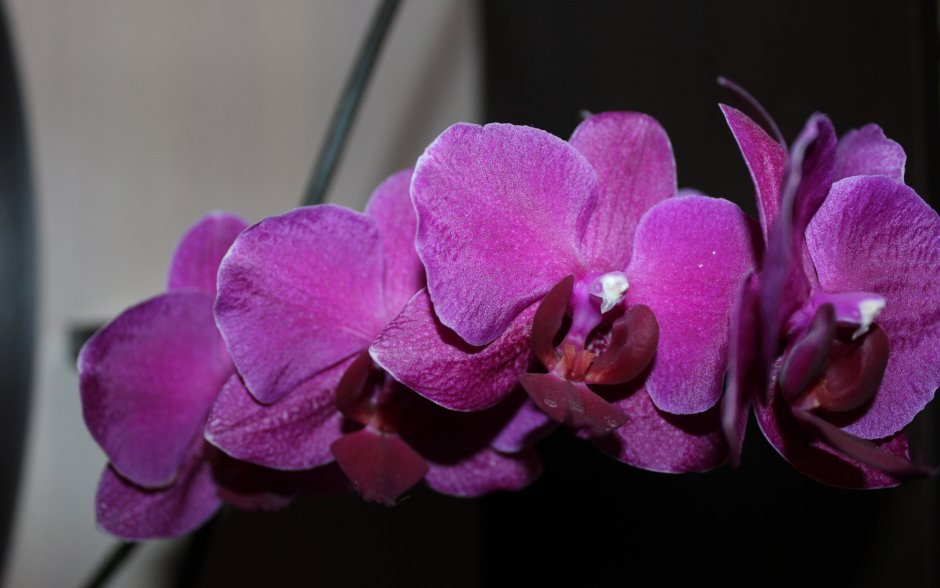 Бархатная Орхидея