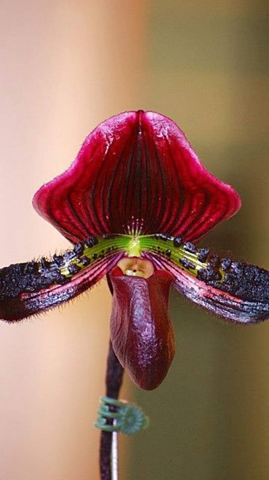 Орхидея Пафиопедилум тигровая