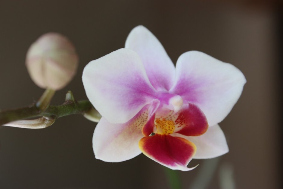 Фото орхидеи в горшке крупным планом в хорошем качестве