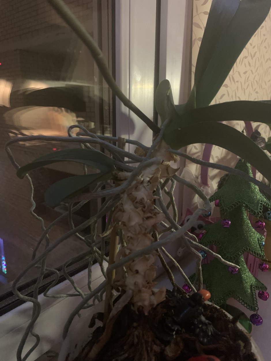 Орхидея фаленопсис спа