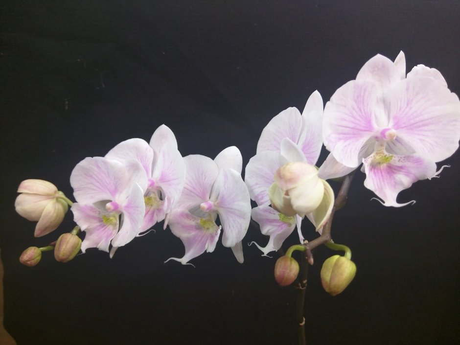 Орхидея фаленопсис Биг лип Еллоу кизз