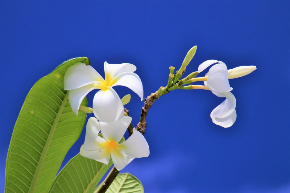 Орхидея манта мальдивес