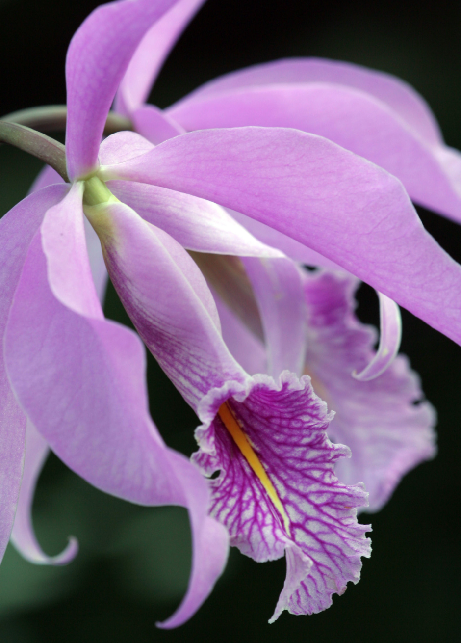 Орхидеи каттлеи редкие