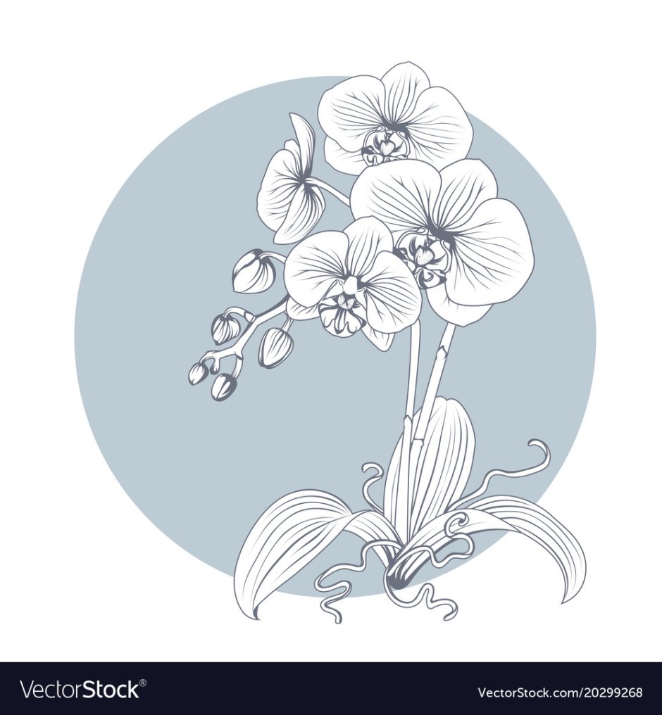 Стилизация орхидеи в круге