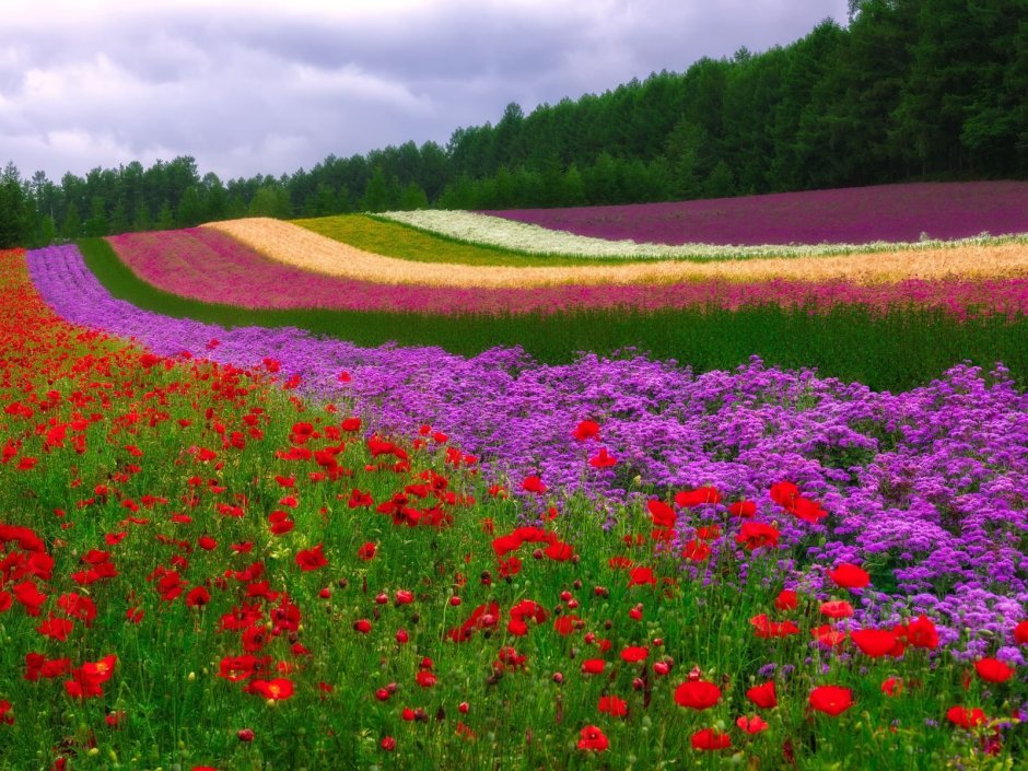 Цветочное поле