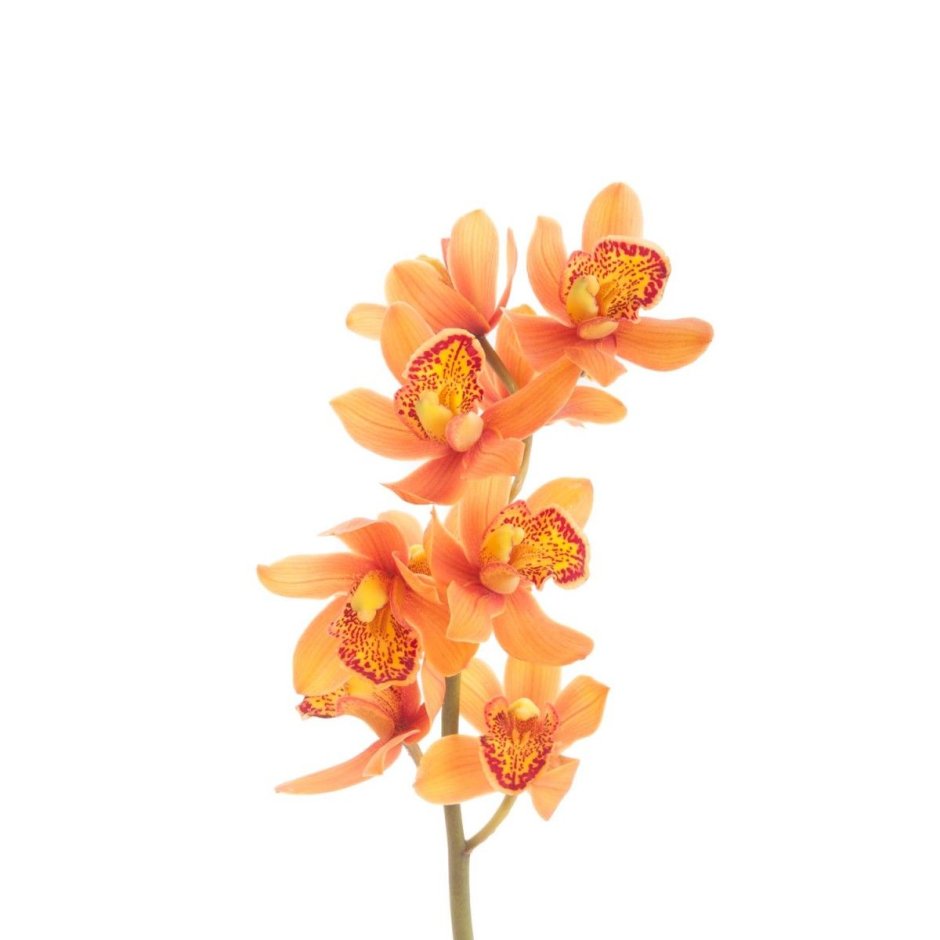 Орхидея Цимбидиум оранжевая