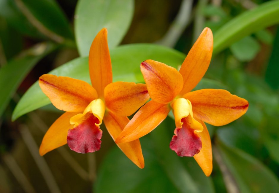 Орхидея Каттлея оранжевая
