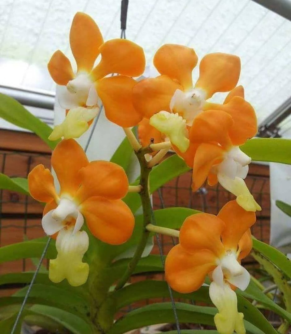 Фаленопсис оранжевый
