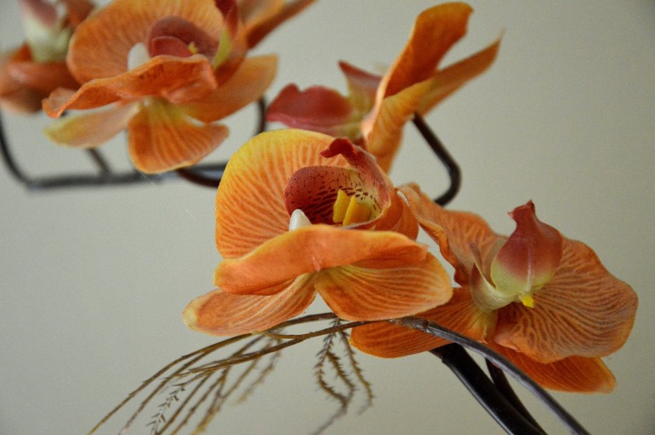 Орхидея декорейшен