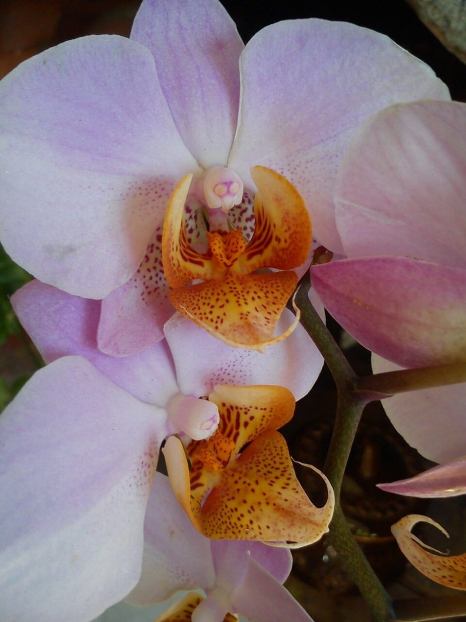Орхидея Phalaenopsis Chengdu
