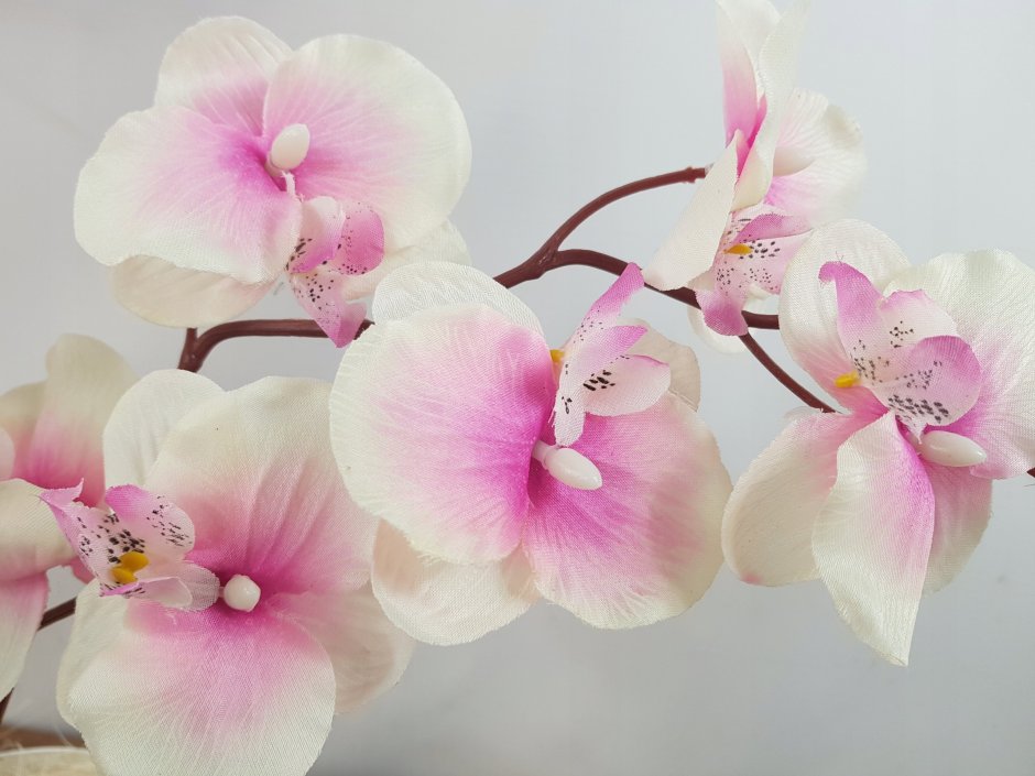 МК Орхидея фаленопсис
