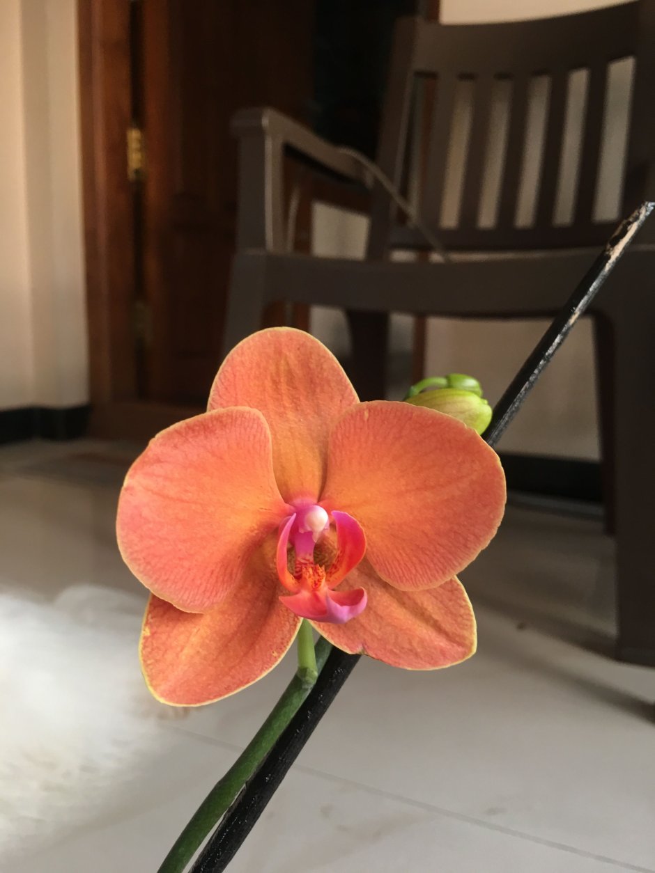 Чарминг Фортуна Орхидея
