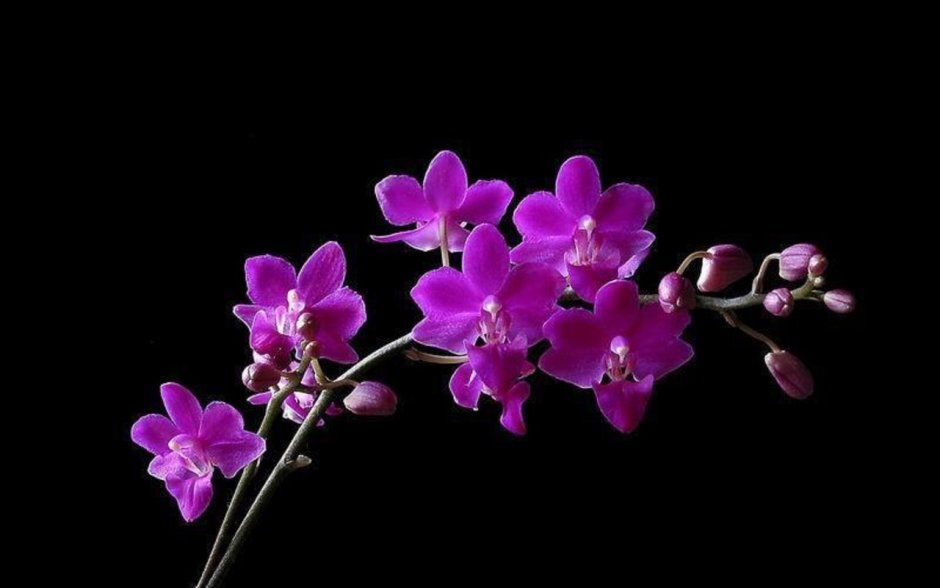 Фиолетовые орхидеи на черном фоне