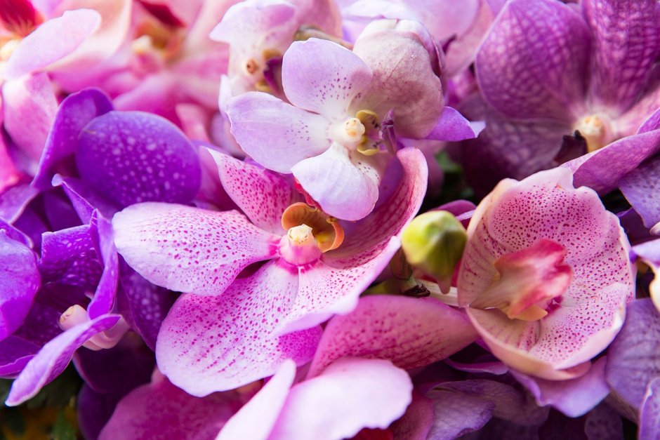 Райская Орхидея