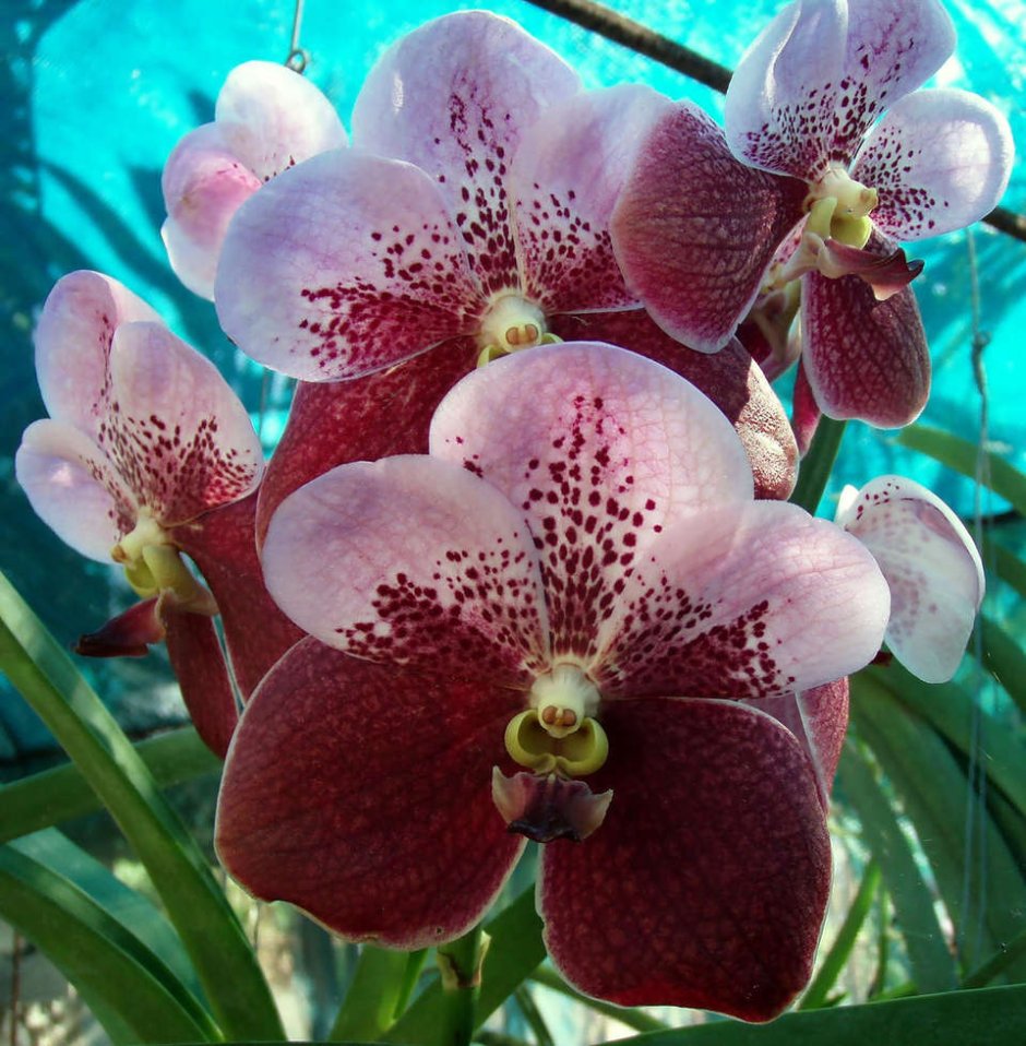 Тайская Орхидея синяя