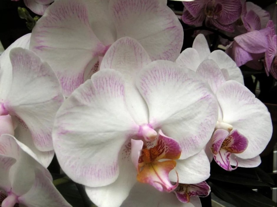 Орхидея Purple Mirach