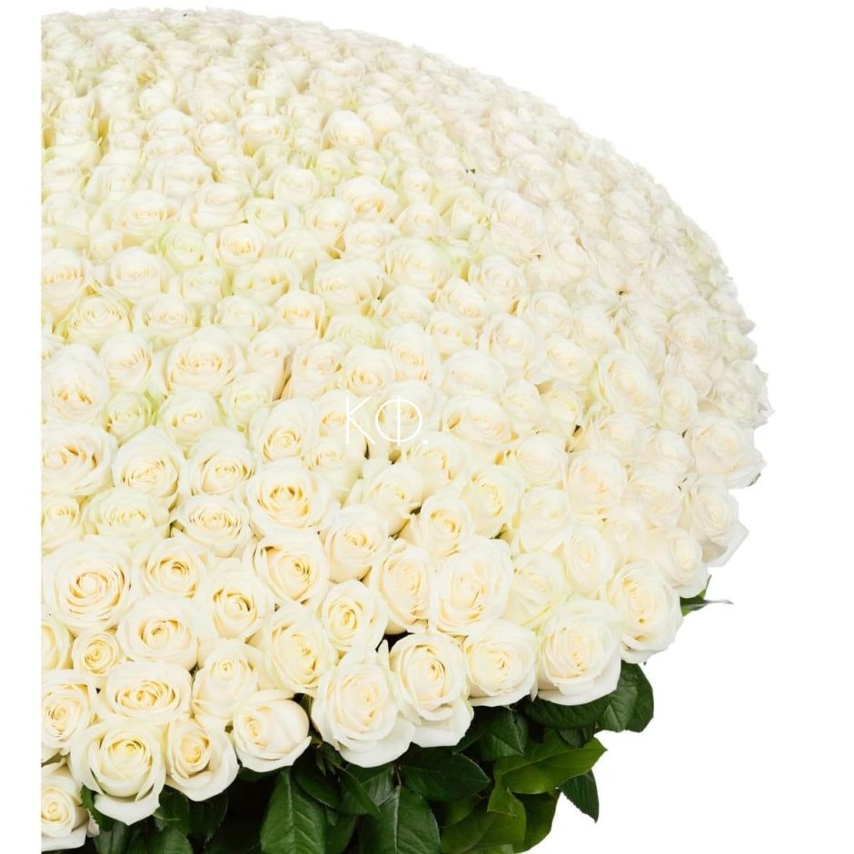 501 Белая роза (b3029)