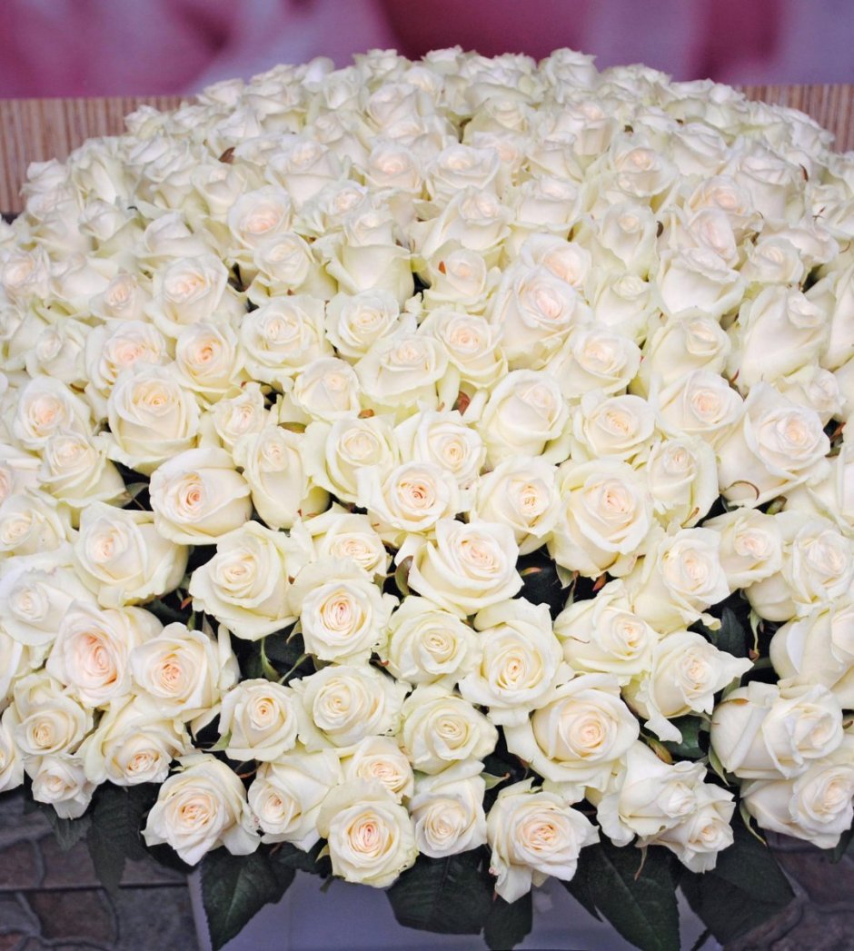 Огромный букет белых роз