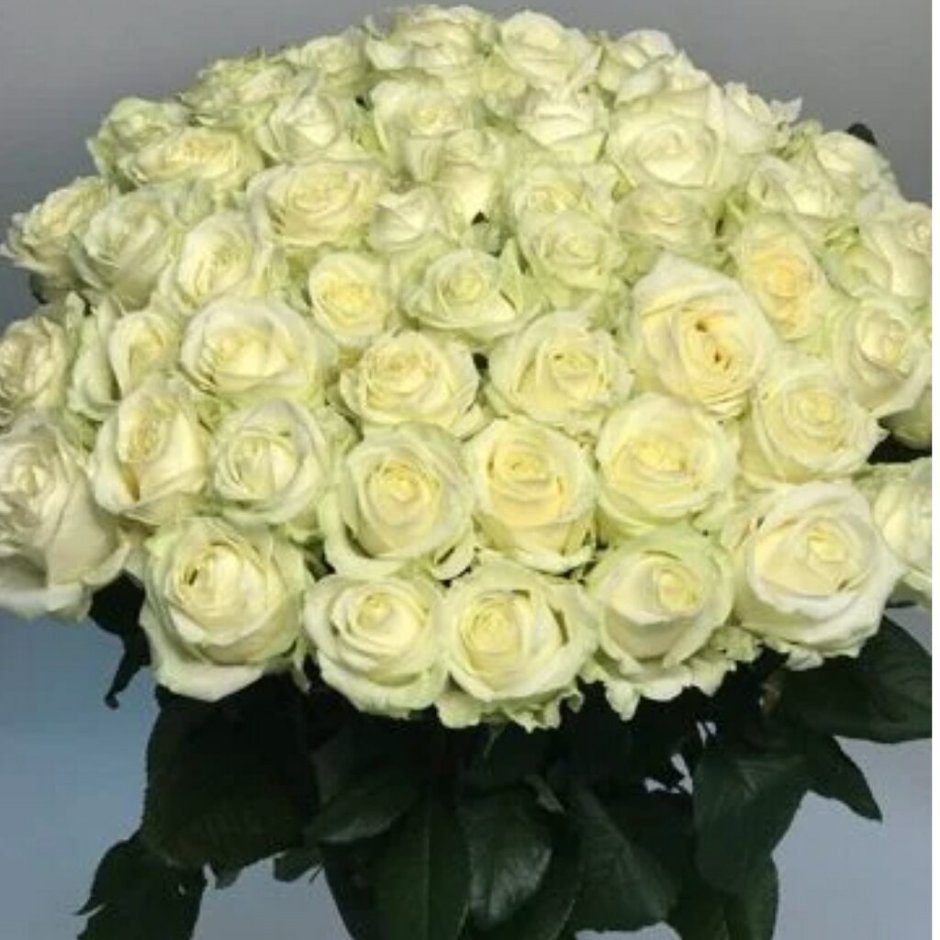 101 Белая роза «Аваланш»