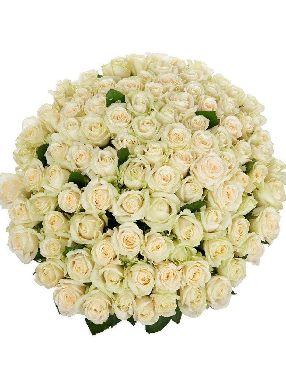 101 Белая роза «Аваланш»