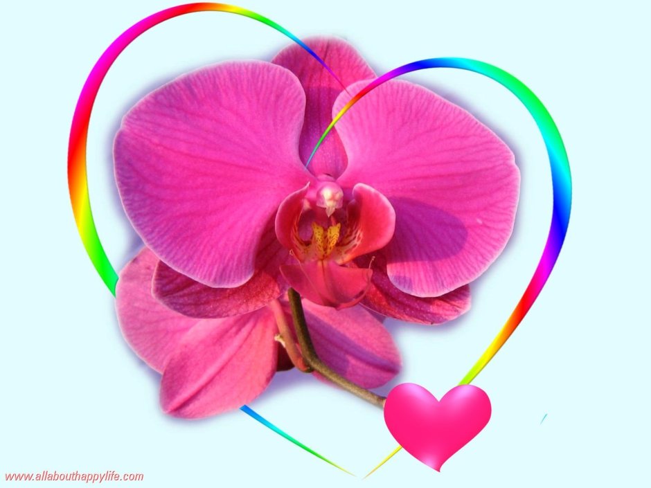 Орхидея сердце