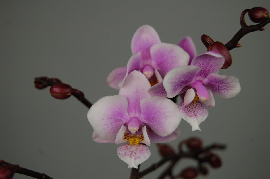 Орхидея Сого Сакура