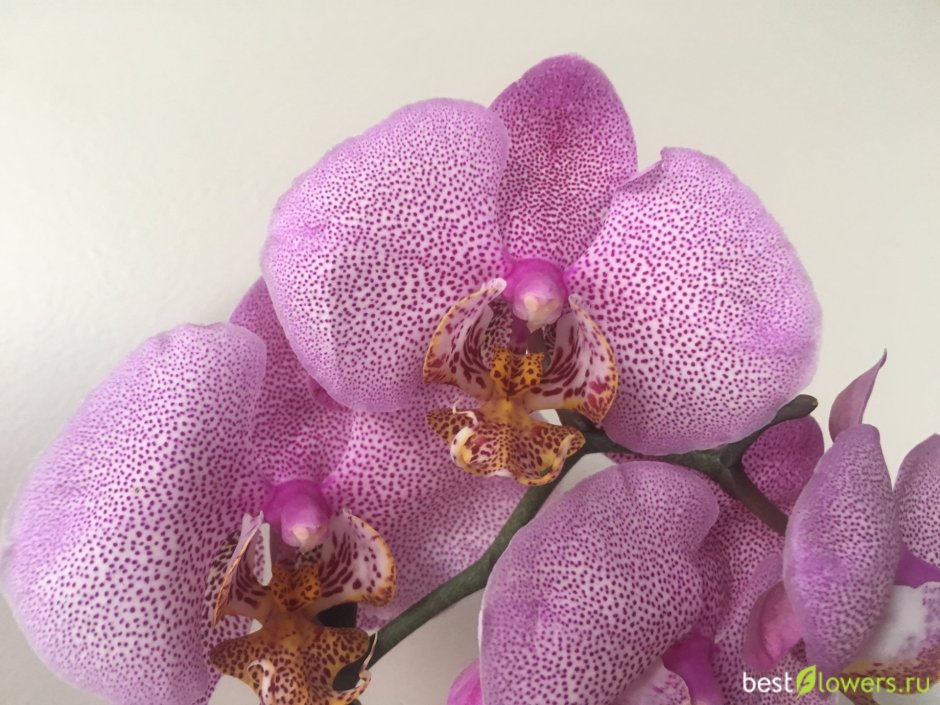 Орхидея лола