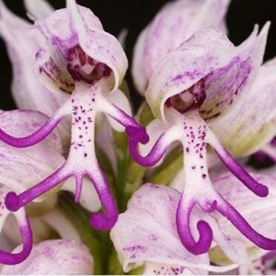 Луковичный цветок похожий на орхидею