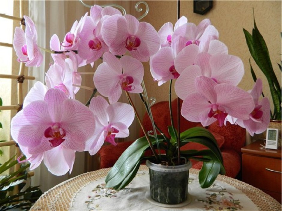 Charming Crystal Water Орхидея
