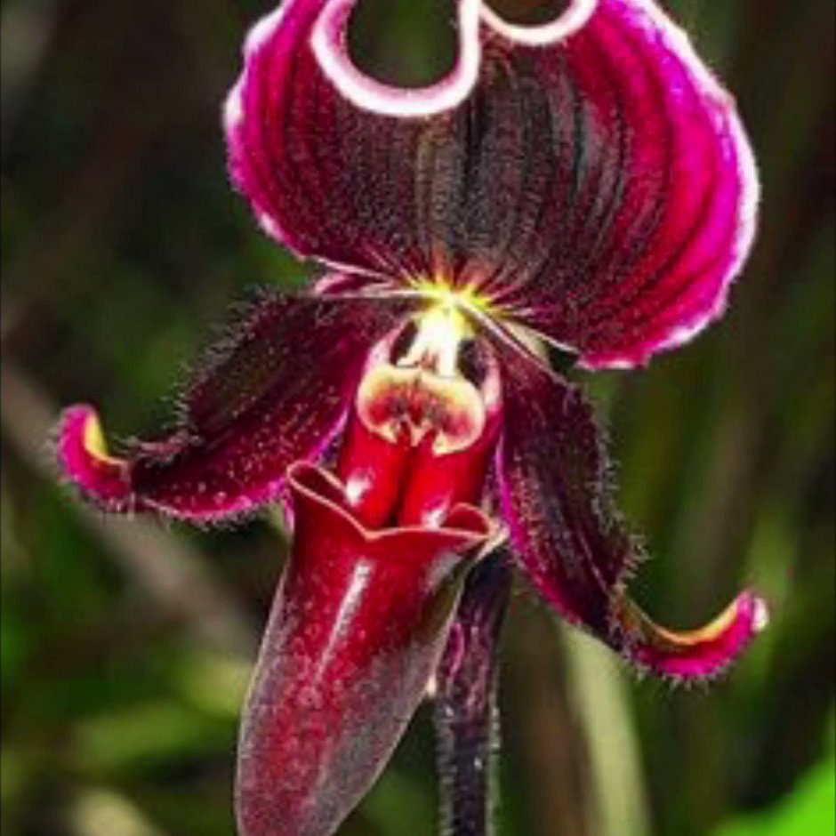 Орхидея белая необычная