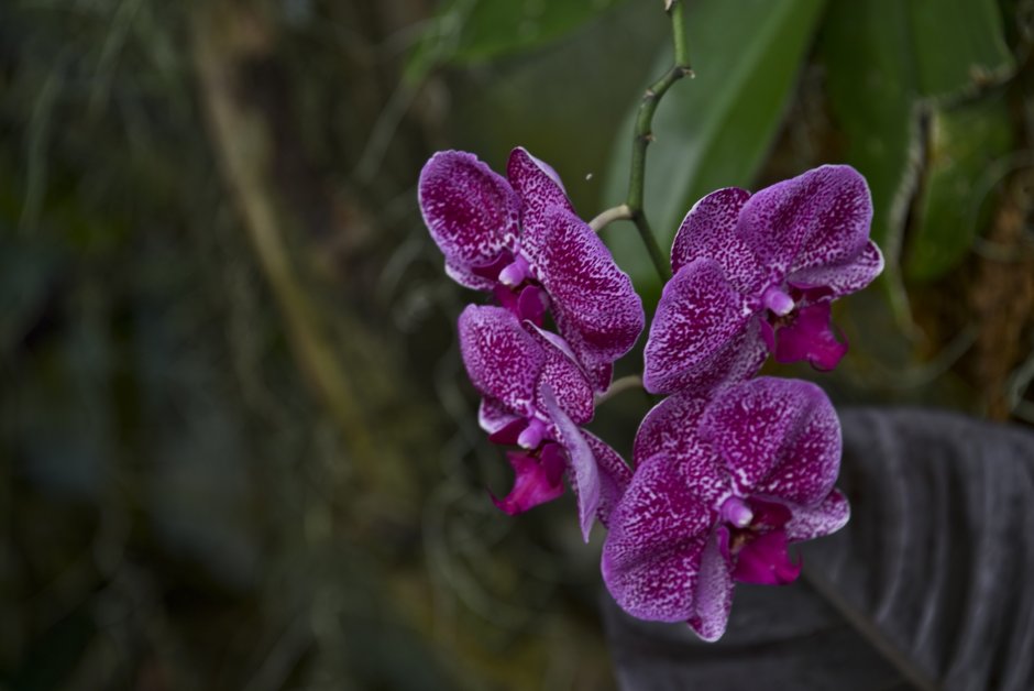 Орхидея фаленопсис Арлекин