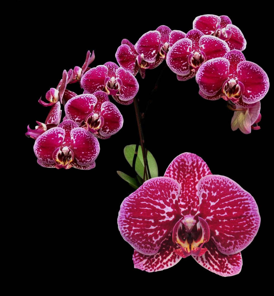 Орхидея Phalaenopsis Chengdu