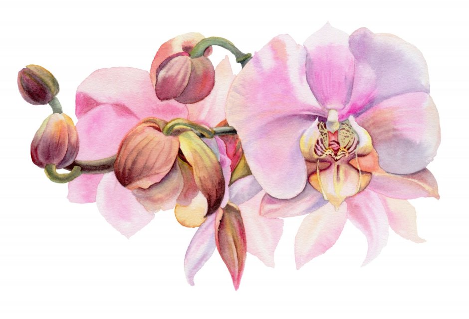 Розовые орхидеи на белом фоне акварель