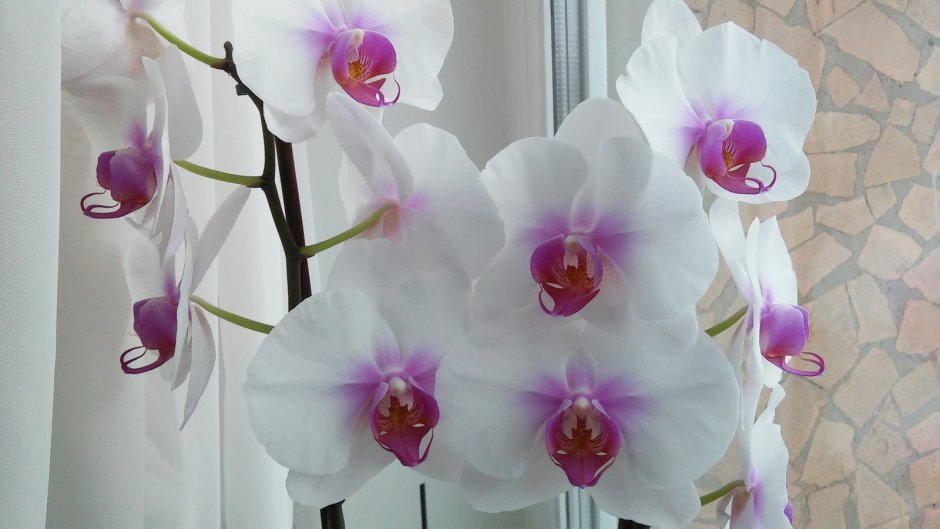 Орхидея моушен фото