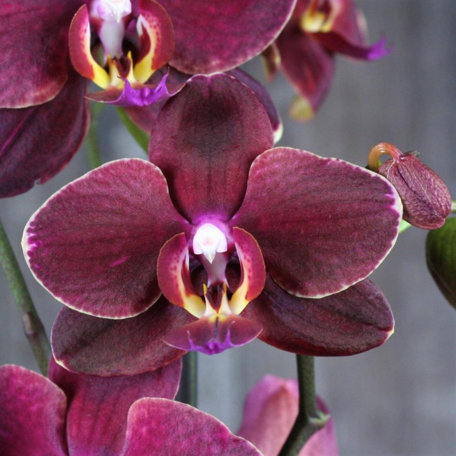 Орхидея чери бум