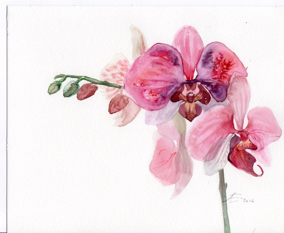 Рисование орхидеи акварелью