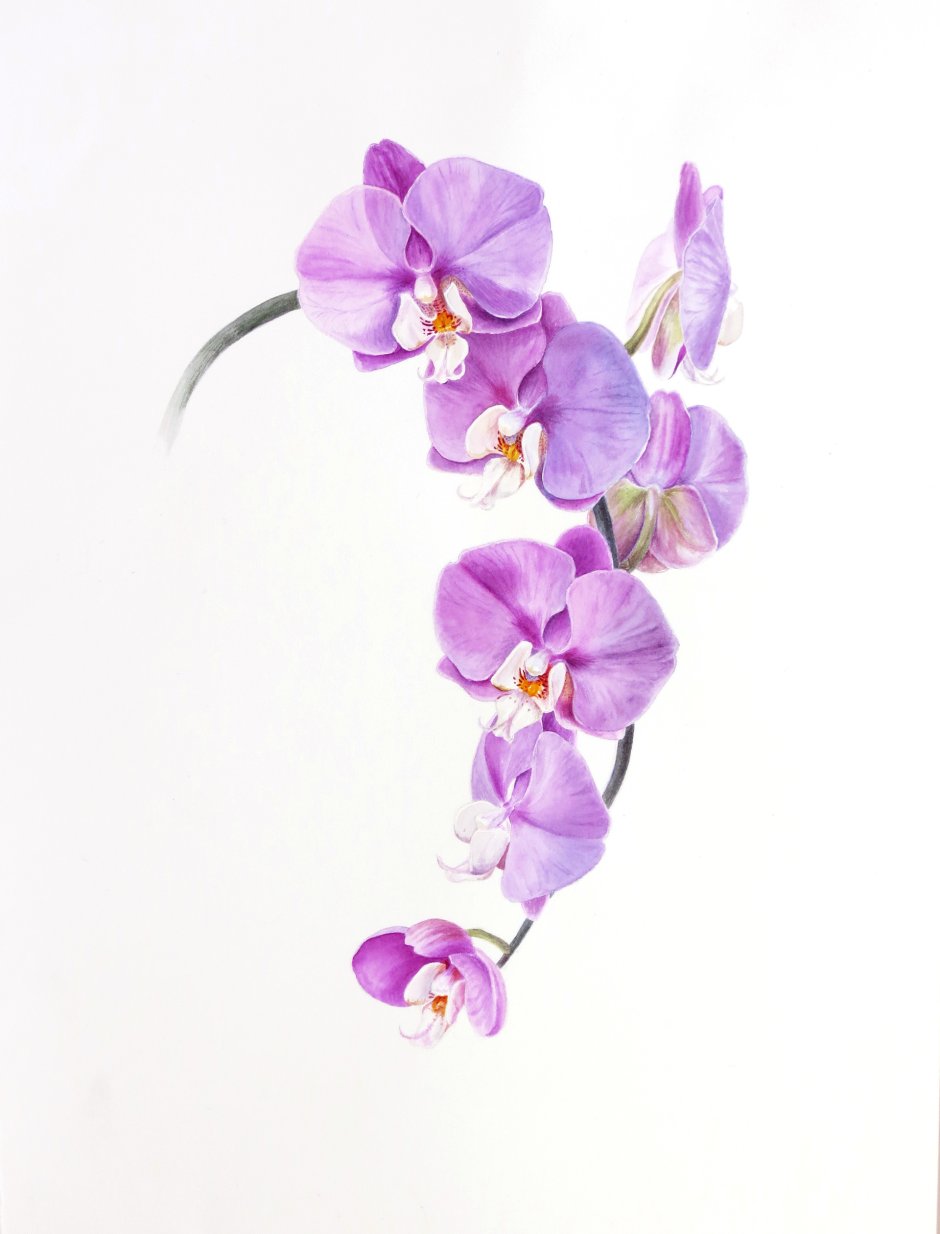 Ветка лиловых орхидей