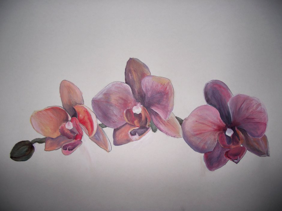 Орхидея рисунок на стене
