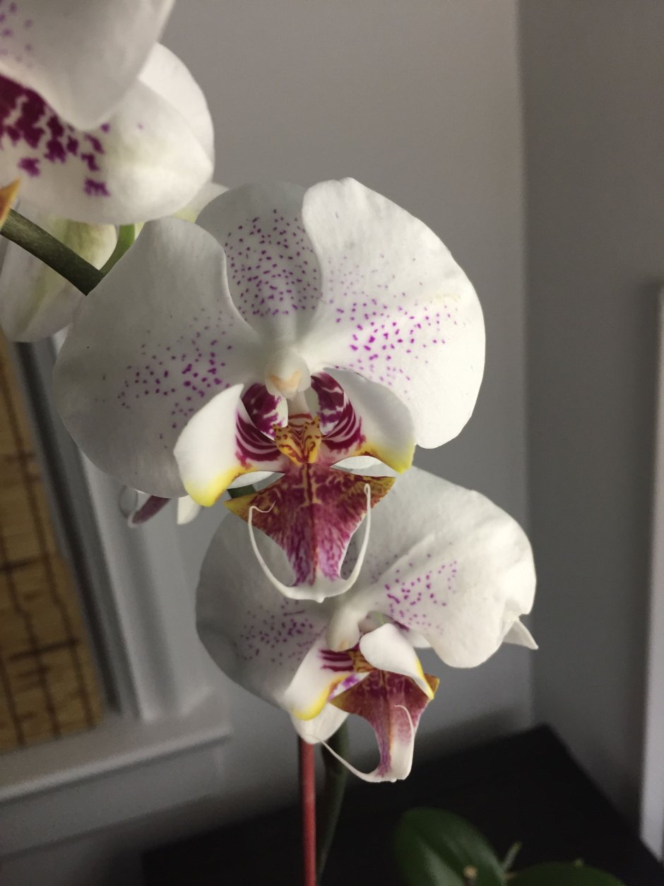 Денебола орхидея