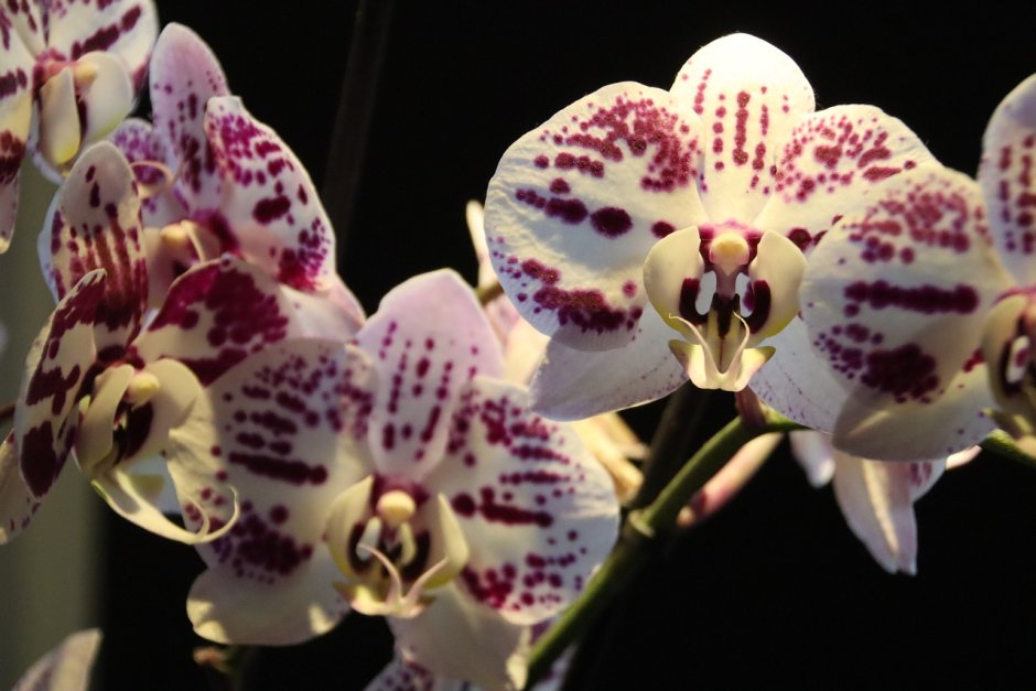 Орхидея белая с фиолетовым внутри
