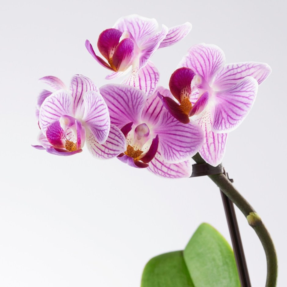 Инстаграм про орхидеи