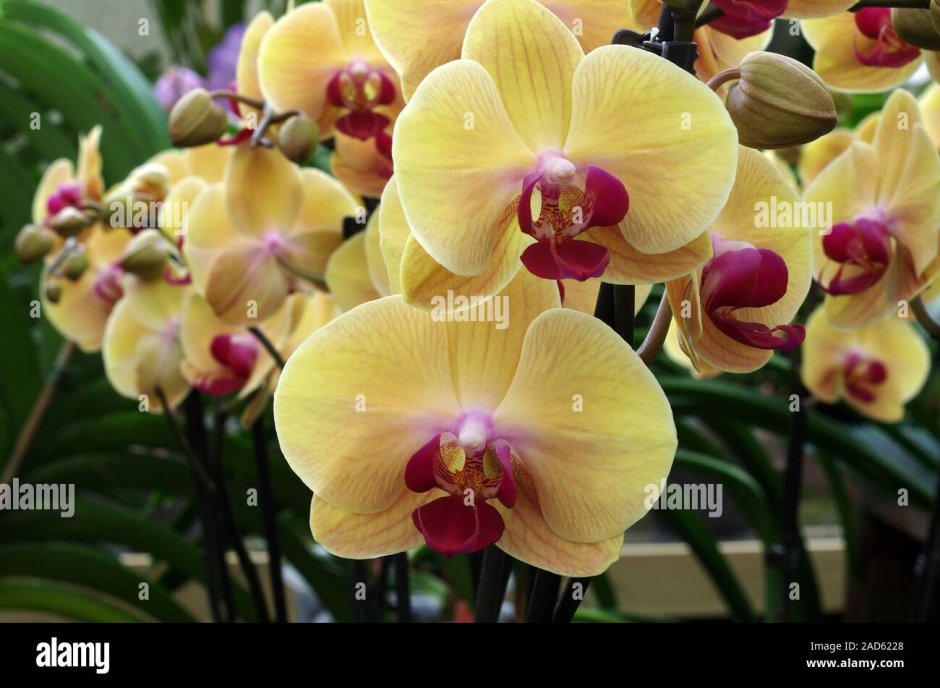 Орхидея фаленопсис Пинк Дрим