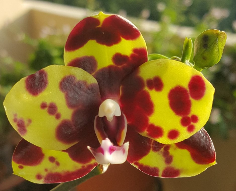 Орхидея фаленопсис Арлекин