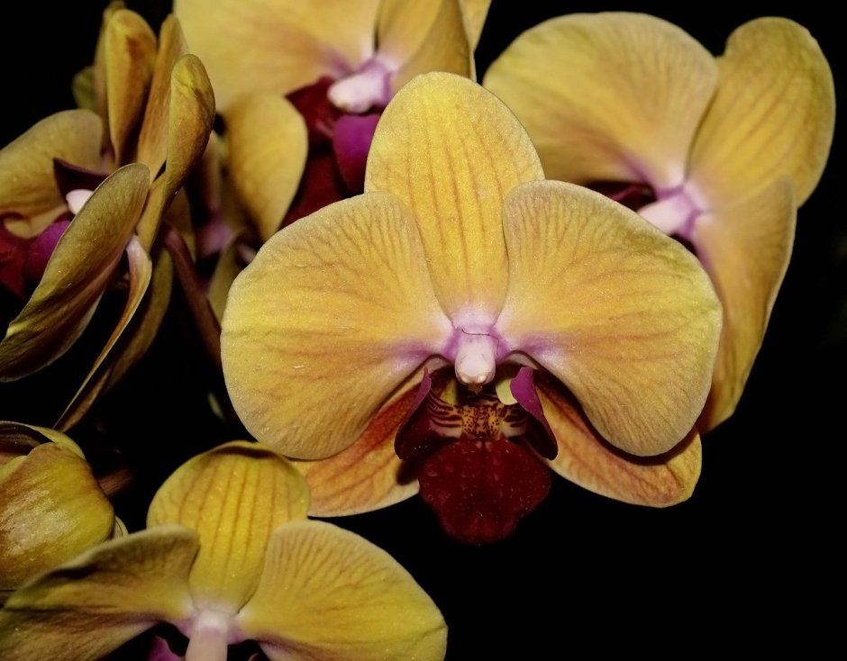 Орхидея голден диамонд