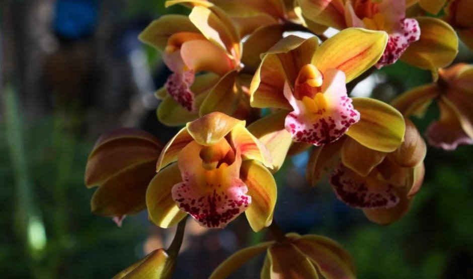 Орхидея Phalaenopsis Cleopatra