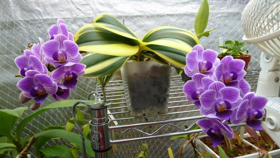 Орхидея тигровая фиолетовая