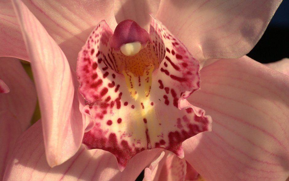 Самая красивая Орхидея мира