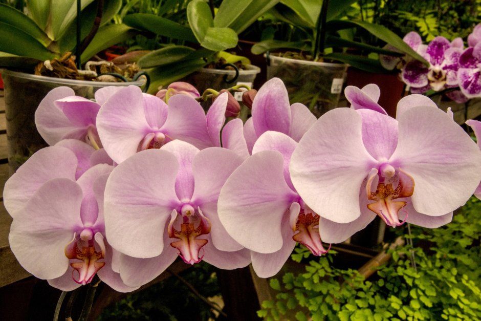 Орхидея фаленопсис Рим
