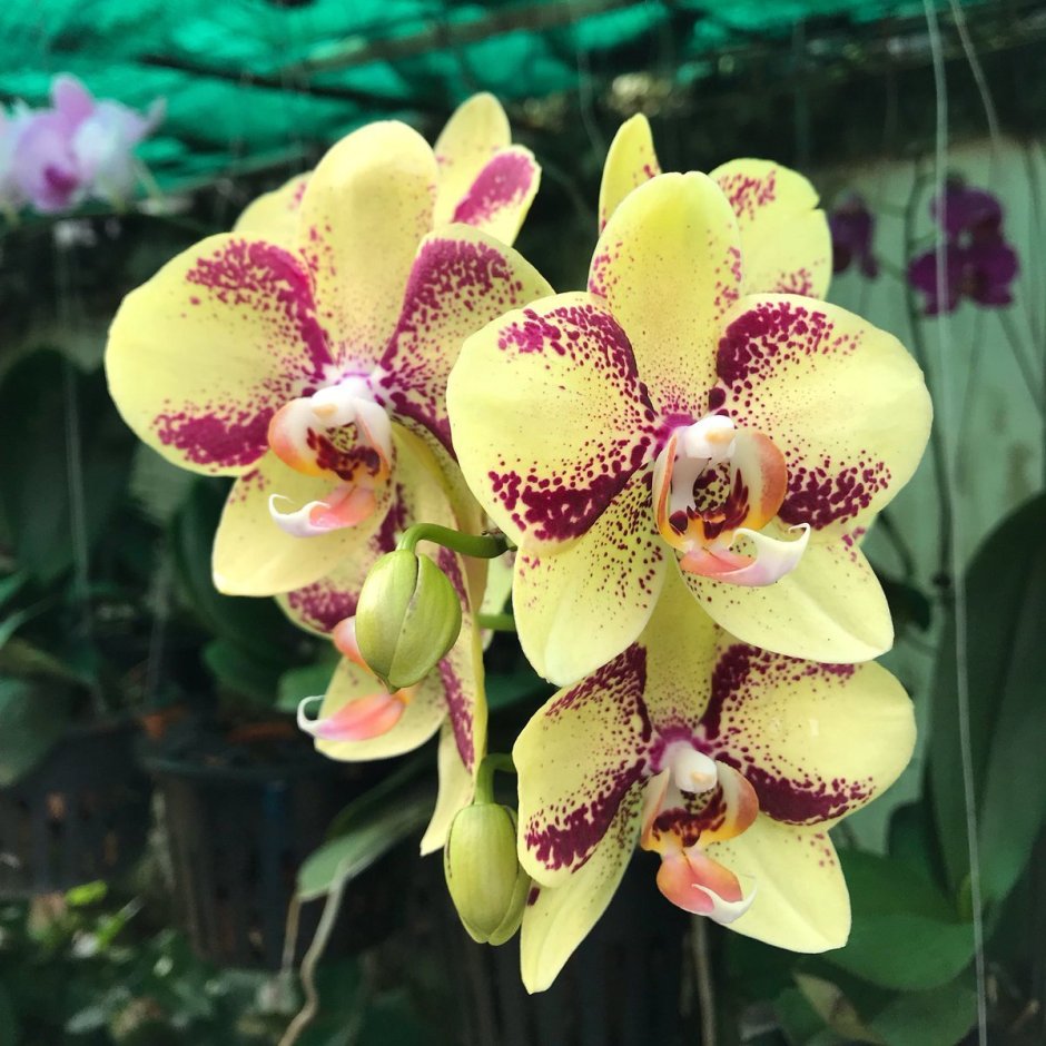 Орхидея фаленопсис Королевская розовая