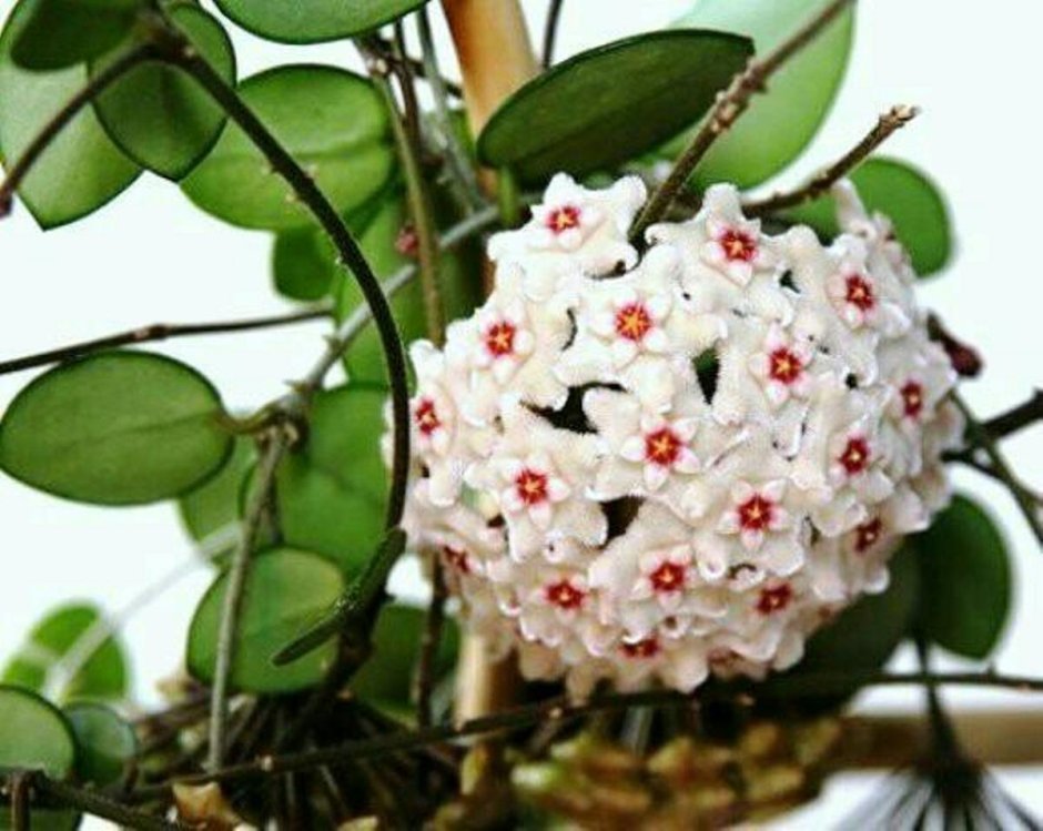 Цветок мужегон Диффенбахия